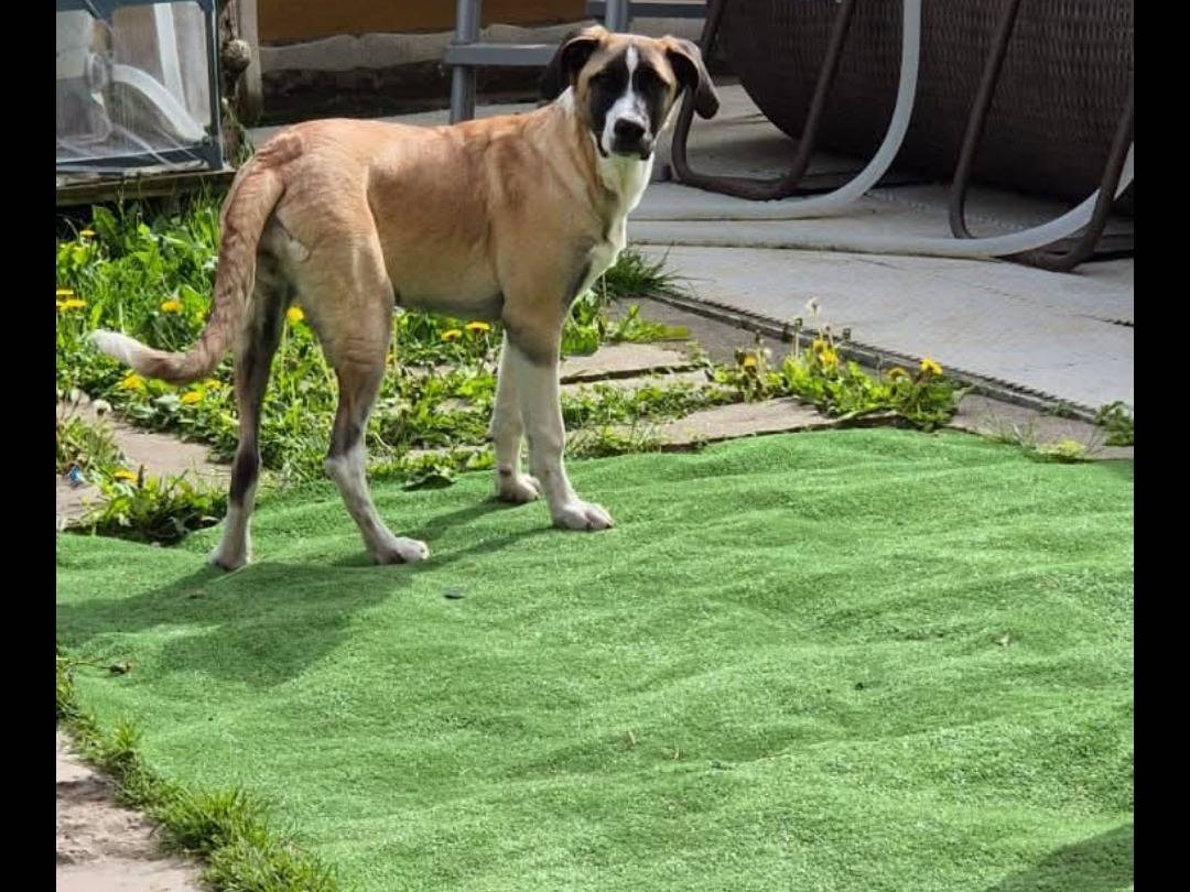Vuoi adottare un cane a Verona?