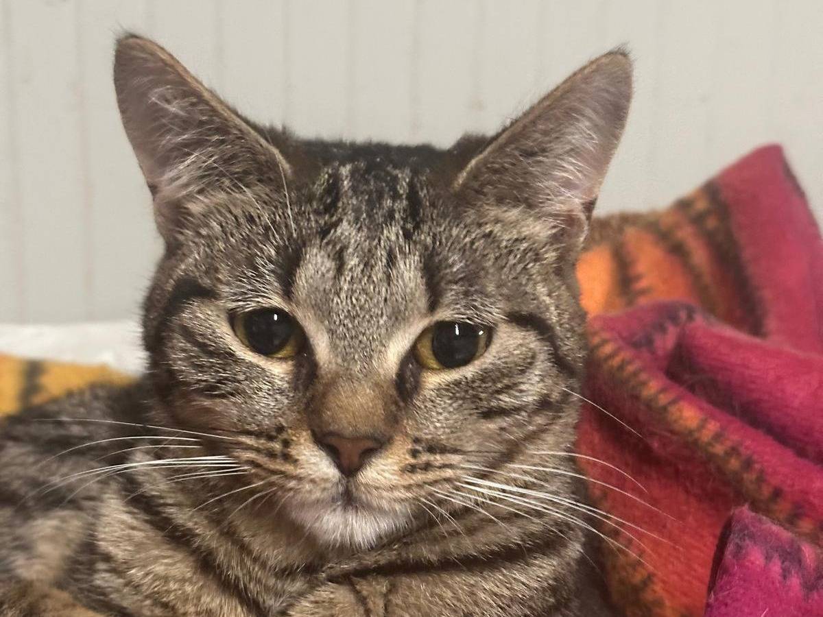 Adozione gatto, femmina, Razza sconosciuta Razza sconosciuta, 7 mesi, taglia non valida, Milano