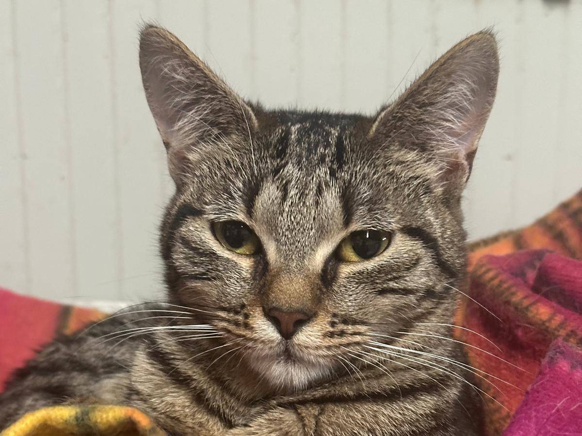 Adotta un gatto, femmina, 7 mesi, Milano