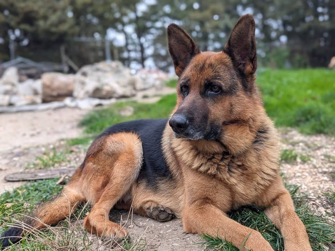 Foto dell'animale