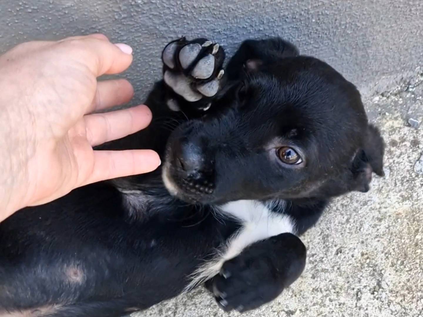 Foto dell'animale