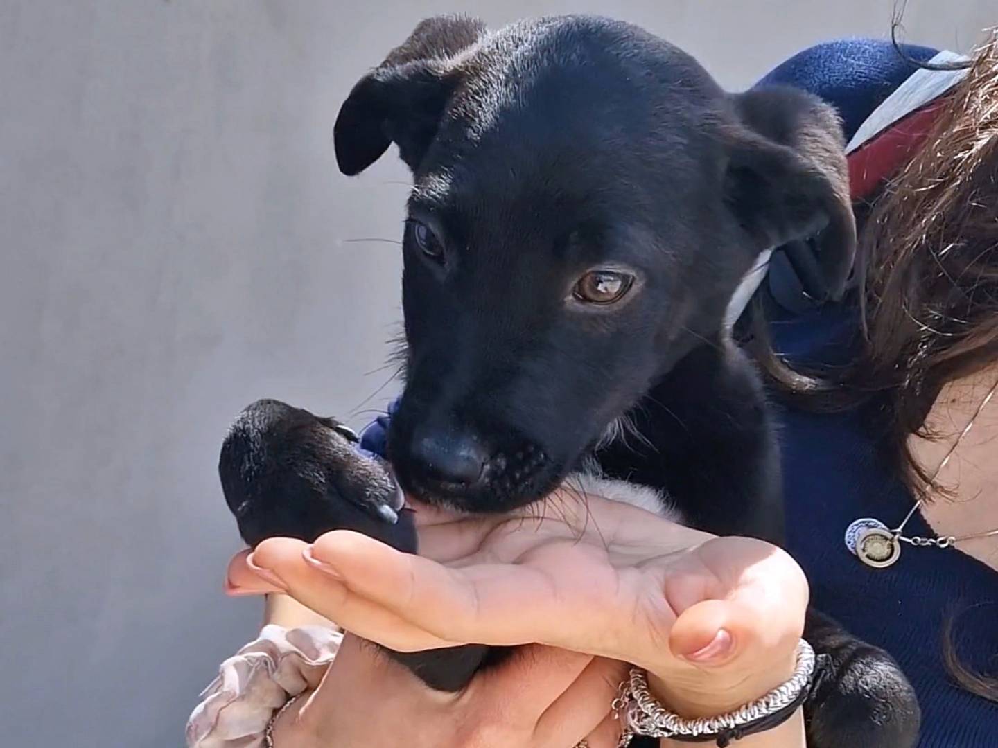 Adotta un cane, maschio, 3 mesi, Napoli