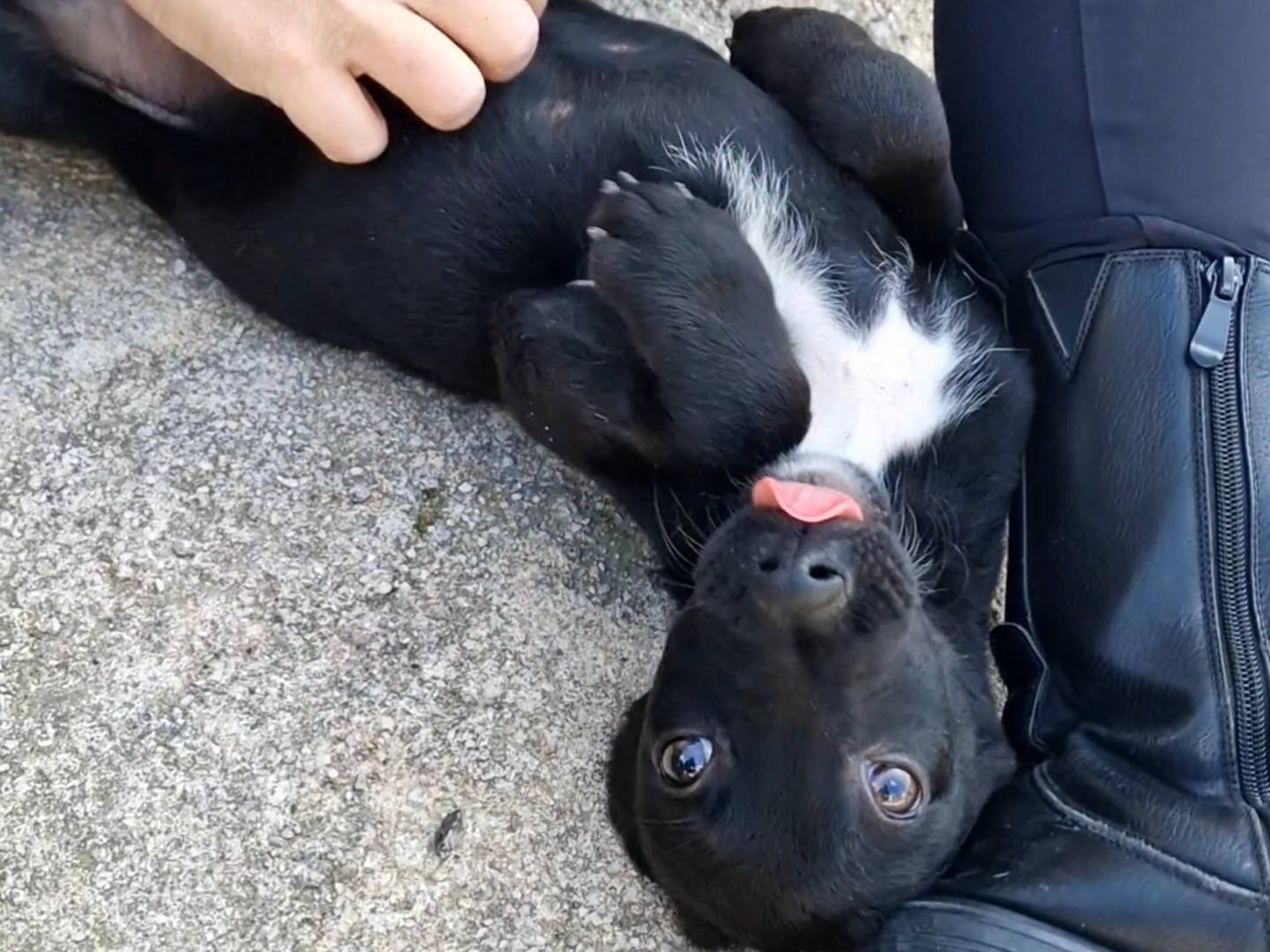 Adotta un cane, taglia media contenuta, maschio, Napoli