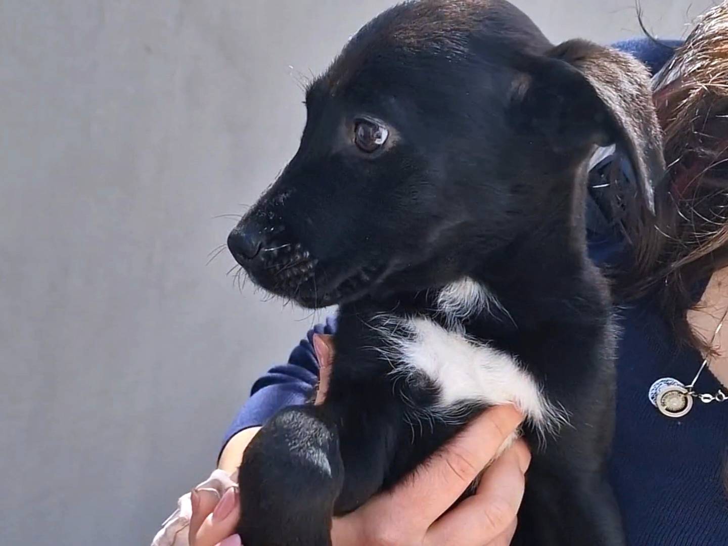 Vuoi adottare un cane a Napoli?