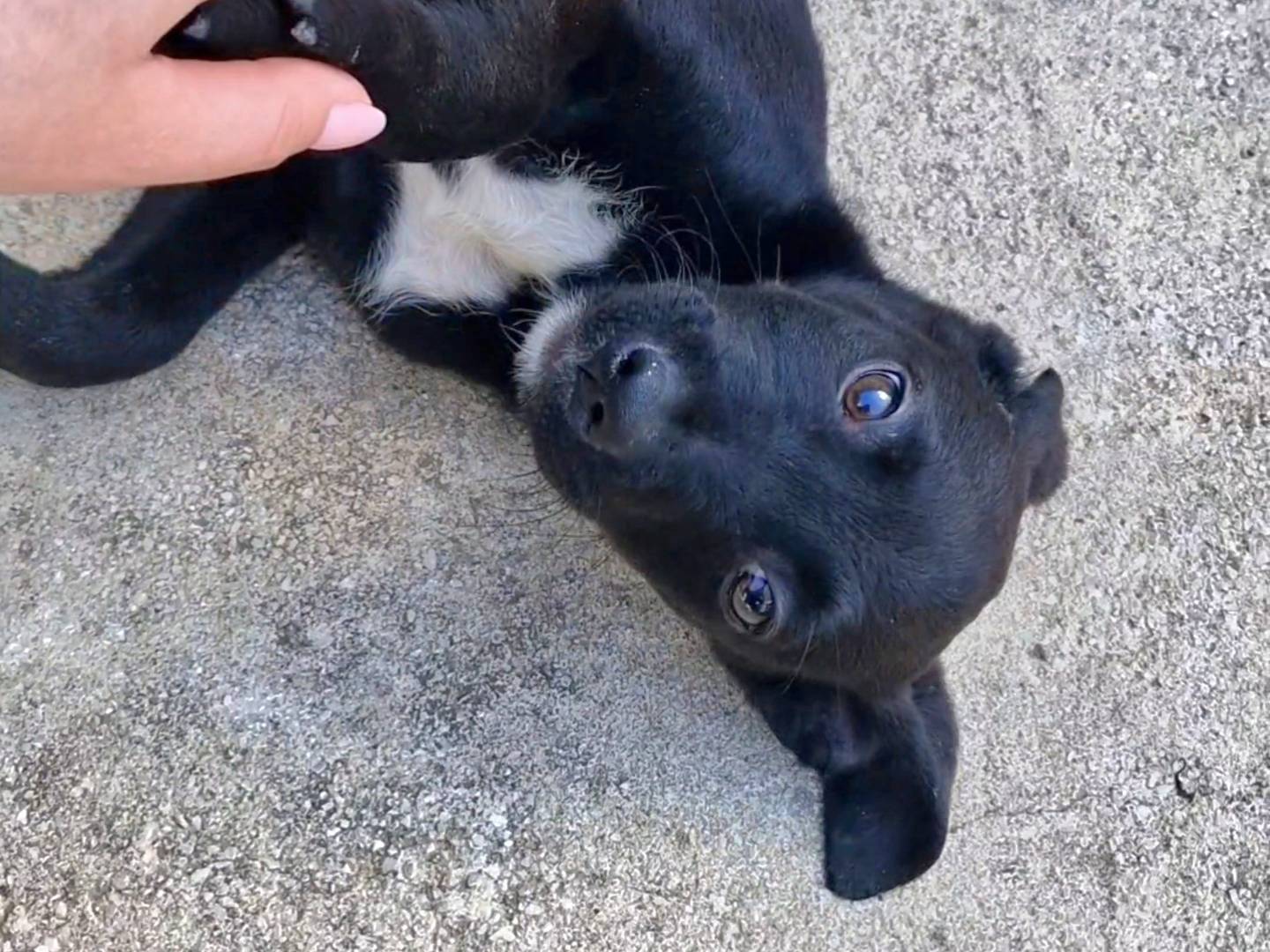 Adotta il cane Iron a Napoli