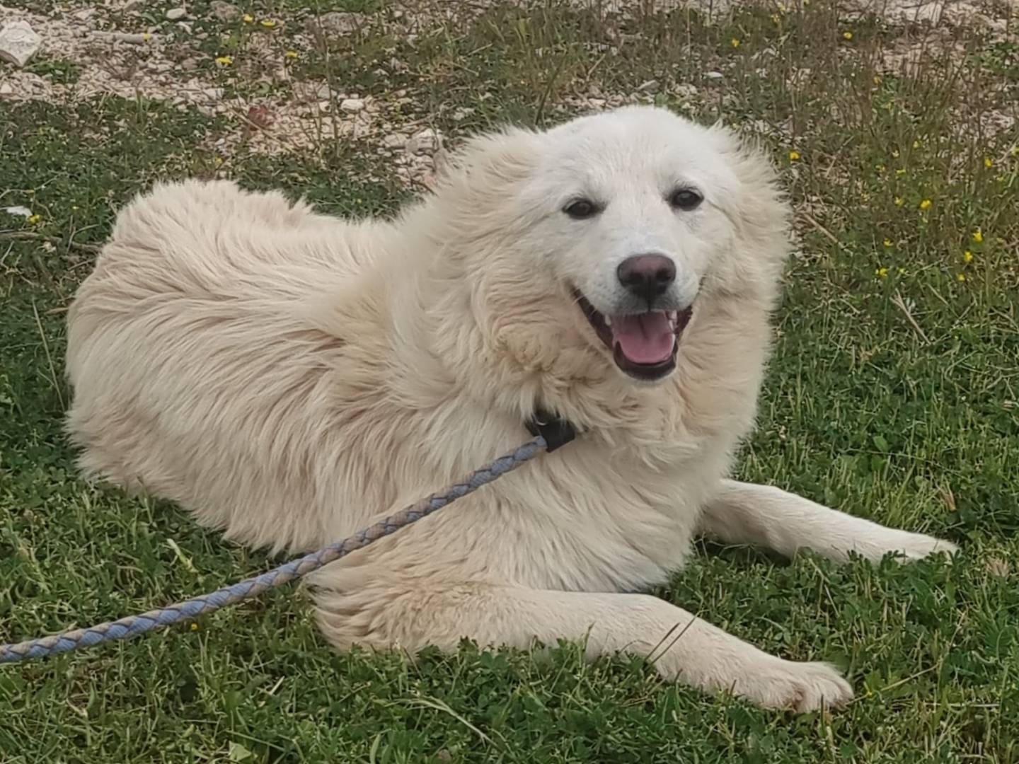 Adotta un cane, femmina, 10 mesi, Bari