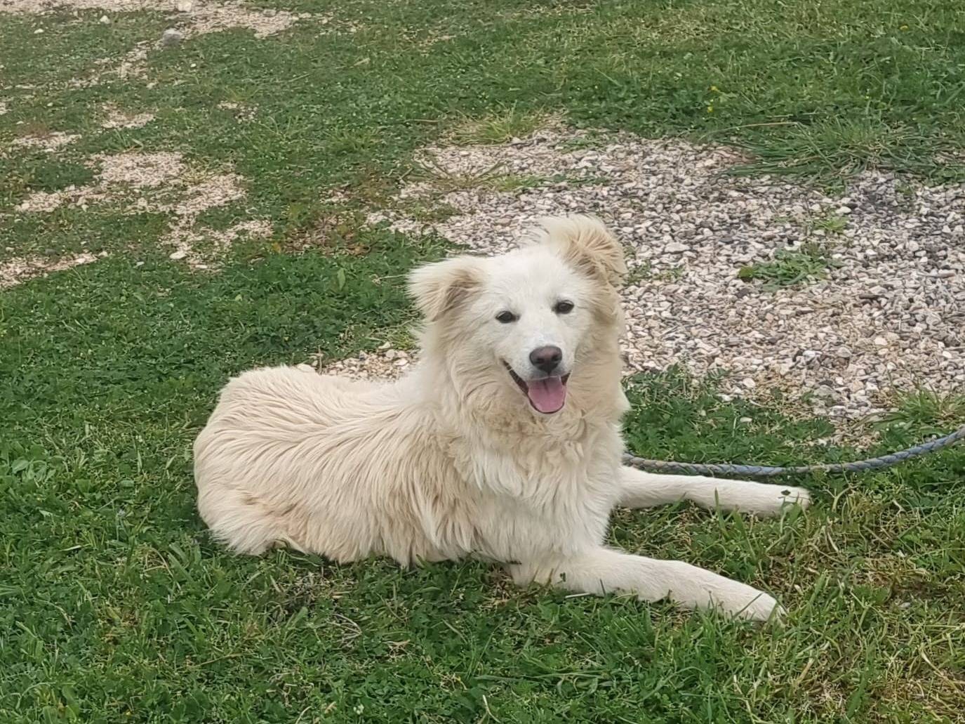 Adotta un cane, taglia media contenuta, femmina, Bari