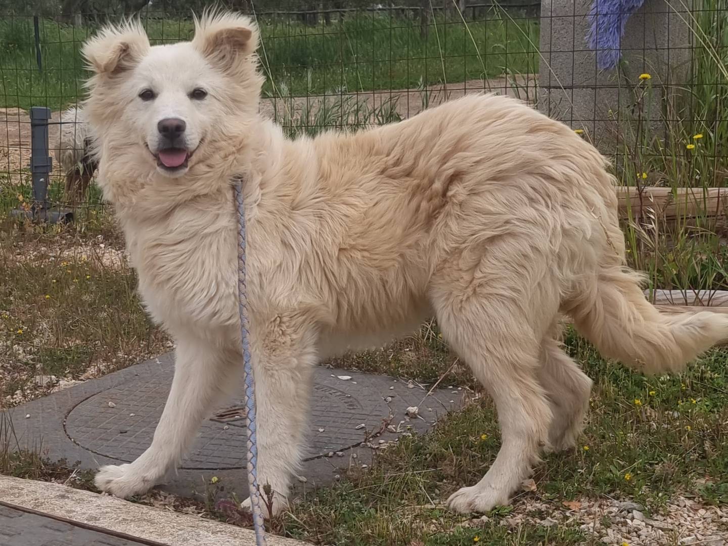 Vuoi adottare un cane a Bari?
