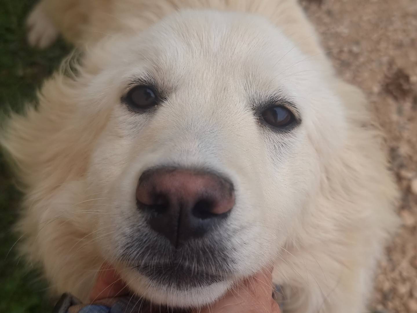 Adotta il cane Meghan a Bari