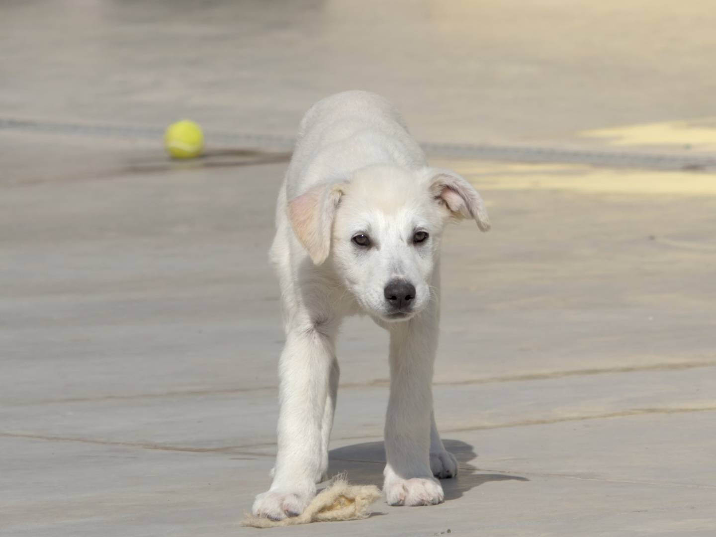 Foto dell'animale