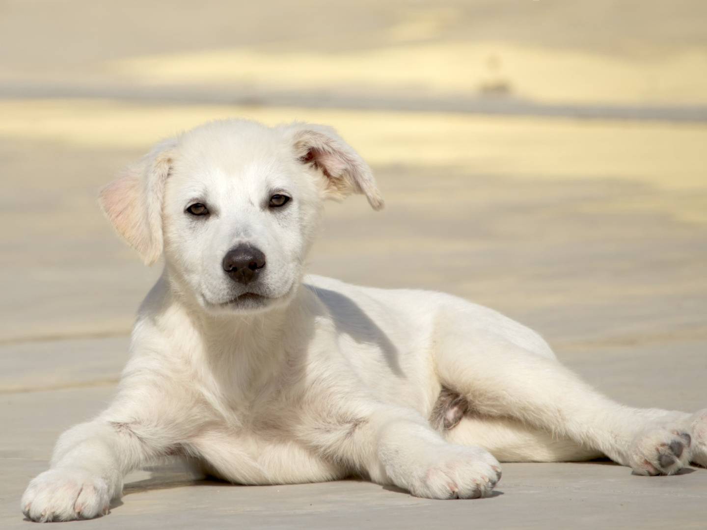 Adotta un cane, maschio, 4 mesi, Taranto