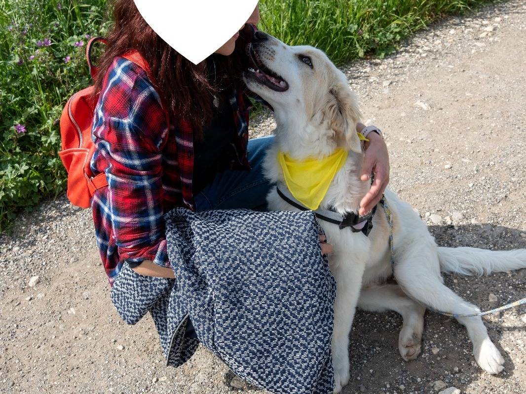 Adotta un cane, maschio, 1 anno e 5 mesi, Taranto