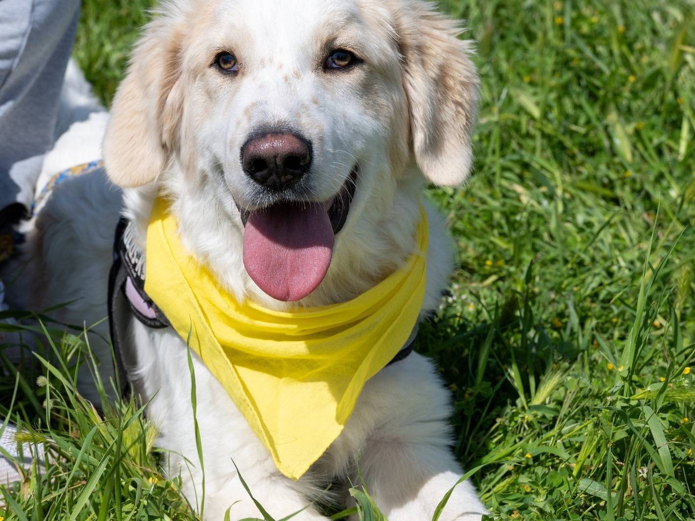 Adotta un cane, taglia grande, maschio, Taranto