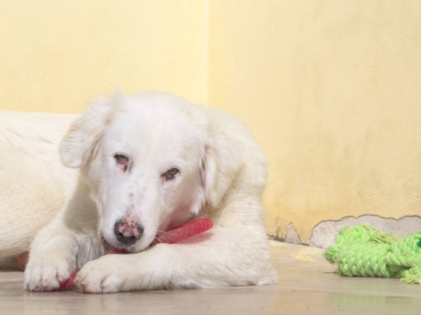 Adotta un cane, maschio, 7 mesi, Taranto