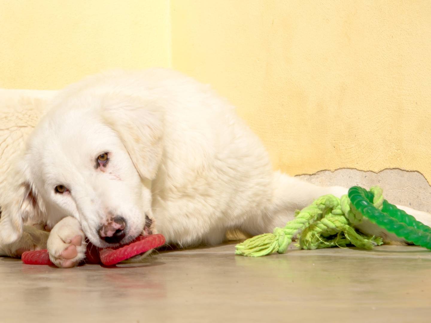 Adotta un cane, taglia grande, maschio, Taranto