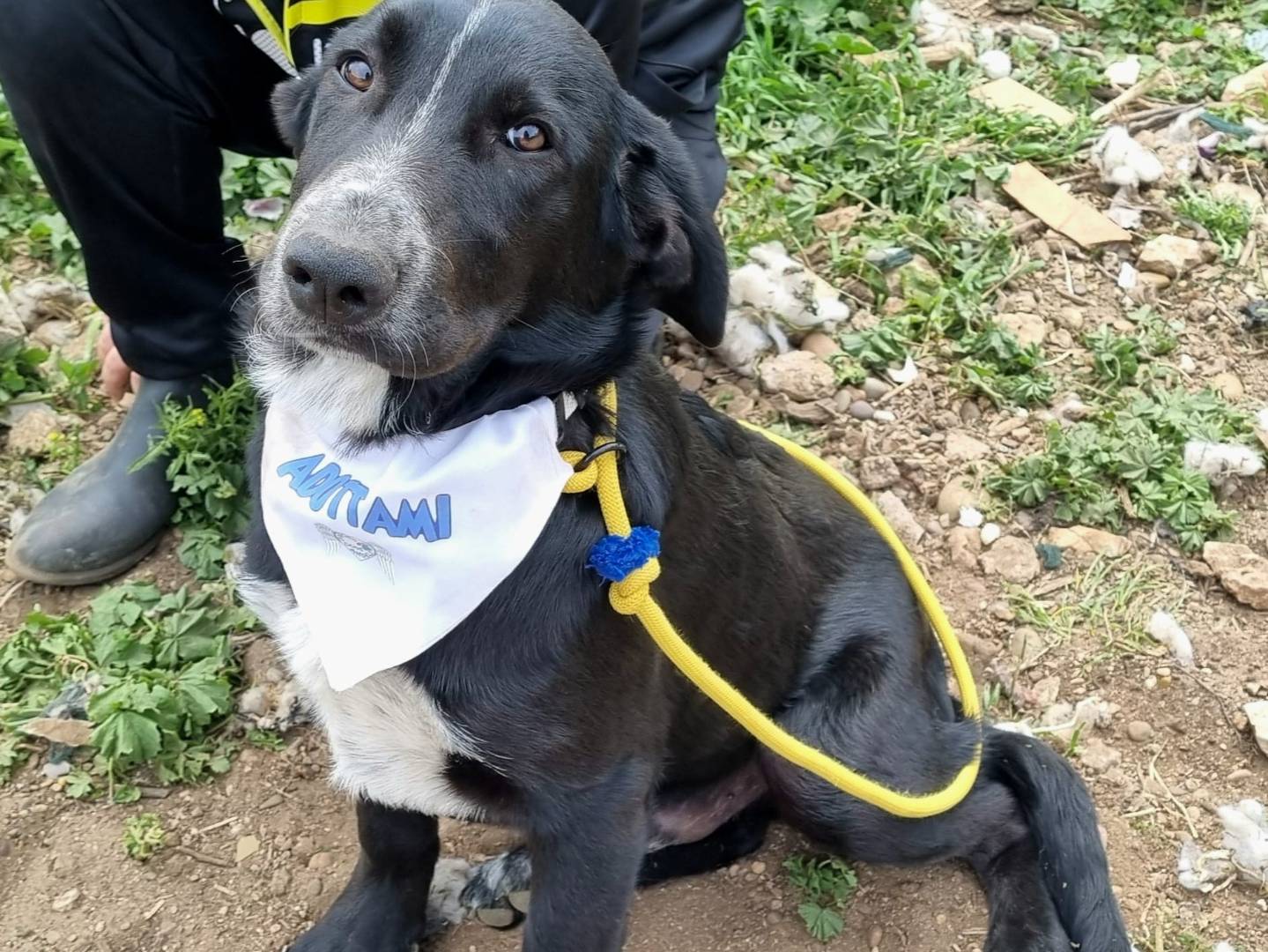 Foto dell'animale
