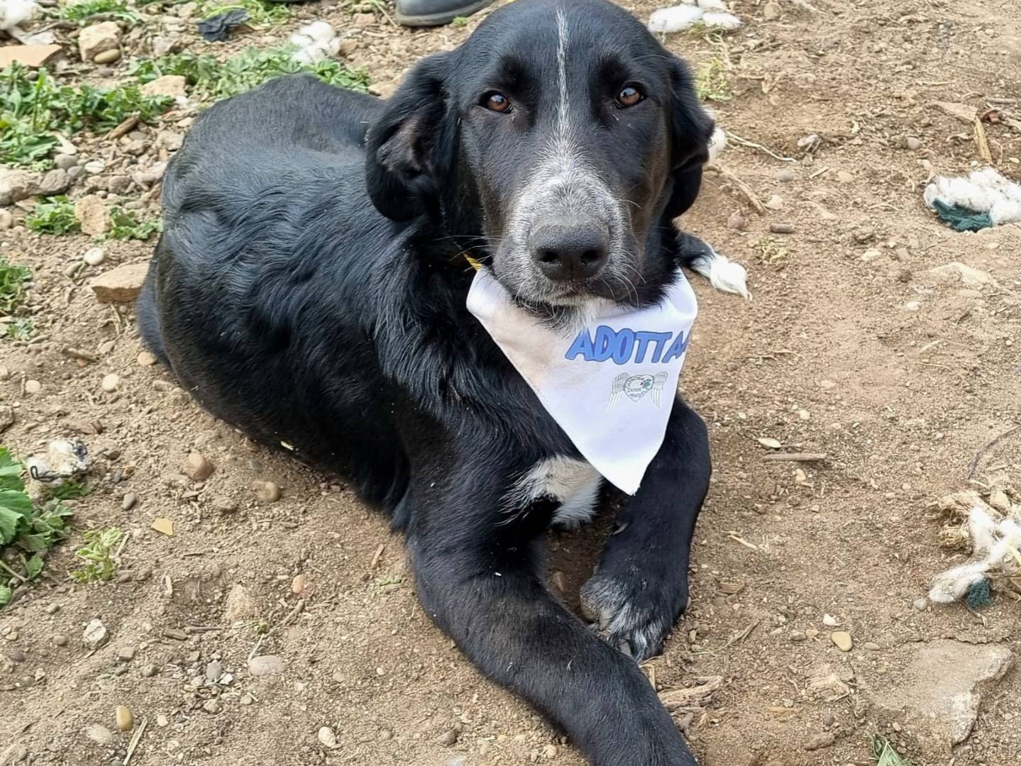Adotta un cane, maschio, 5 mesi, Taranto