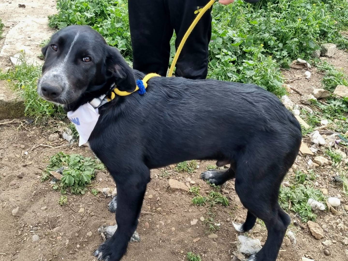 Adotta un cane, taglia grande, maschio, Taranto