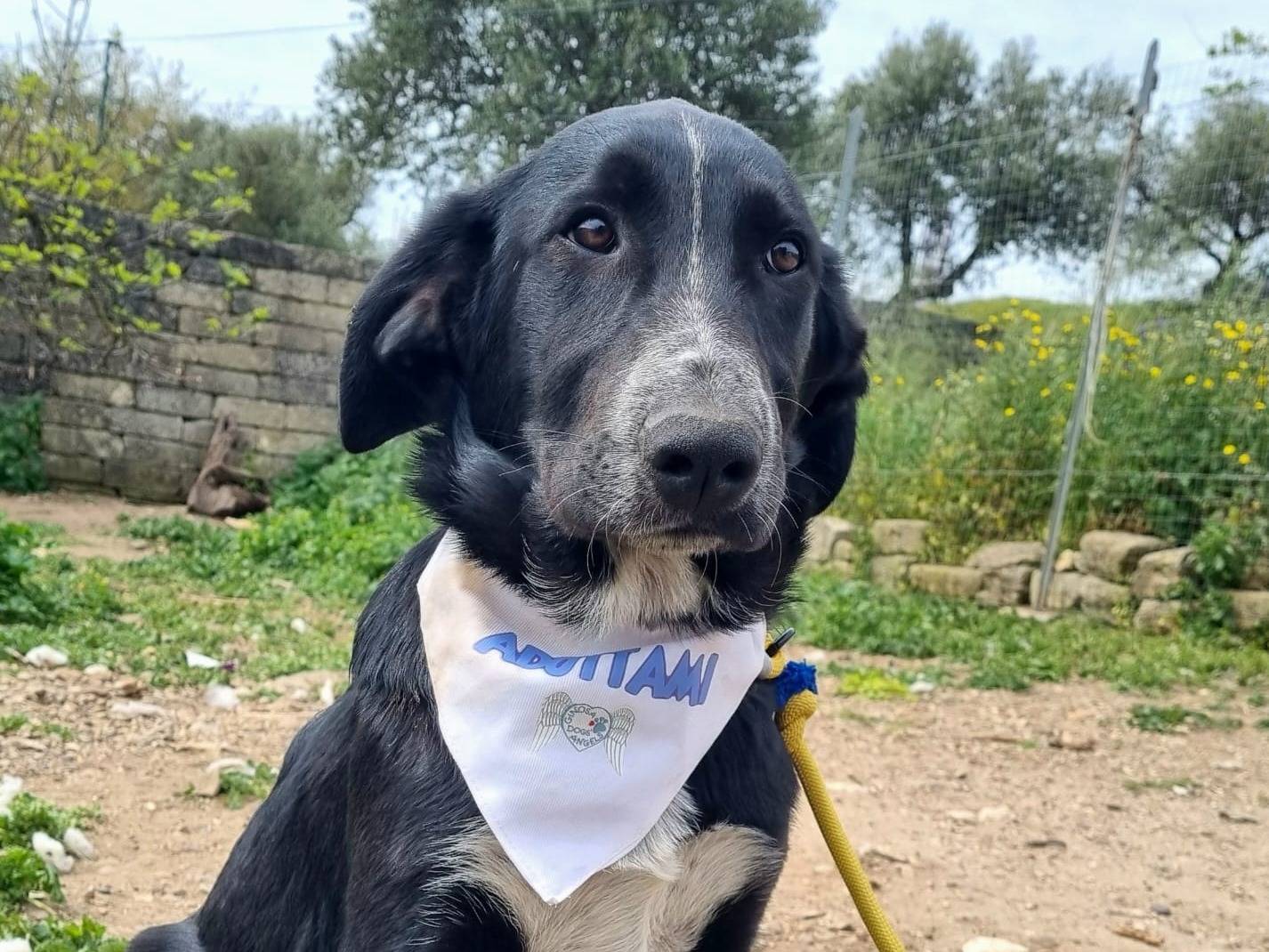 Vuoi adottare un cane a Taranto?