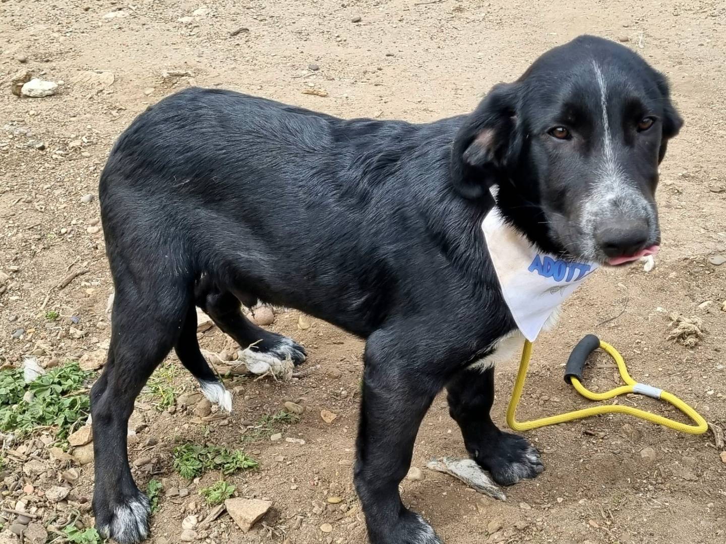 Adotta il cane Bartolomeo a Taranto