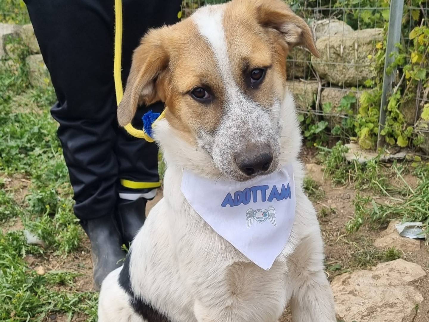 Adotta un cane, maschio, 5 mesi, Taranto