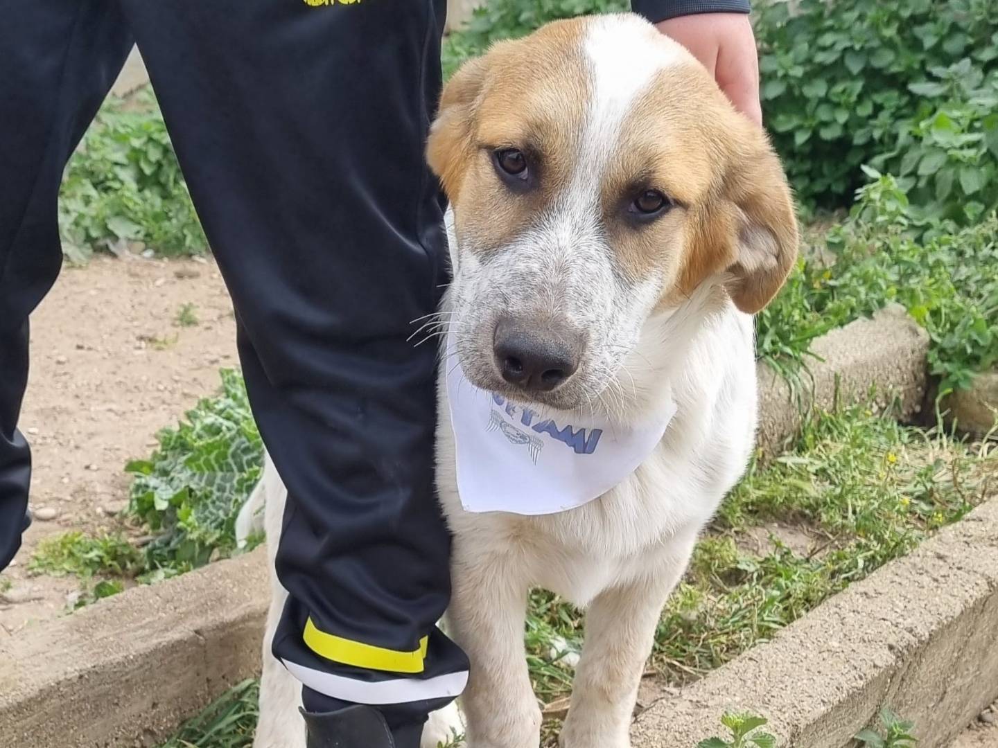 Adotta un cane, taglia grande, maschio, Taranto