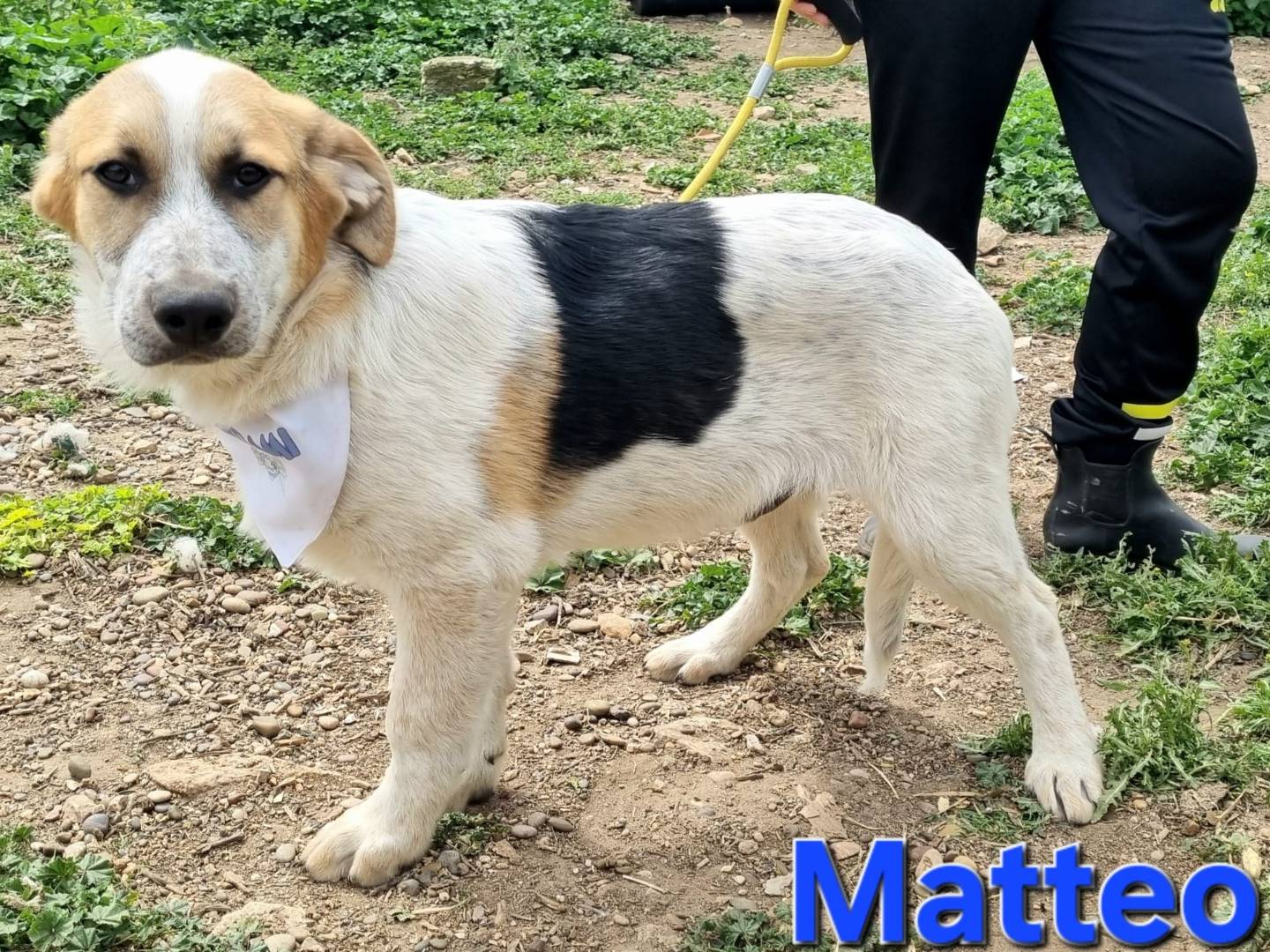Vuoi adottare un cane a Taranto?