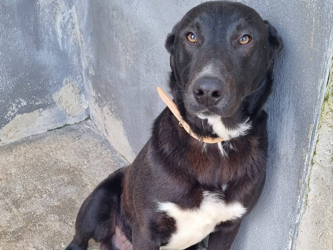 Foto dell'animale