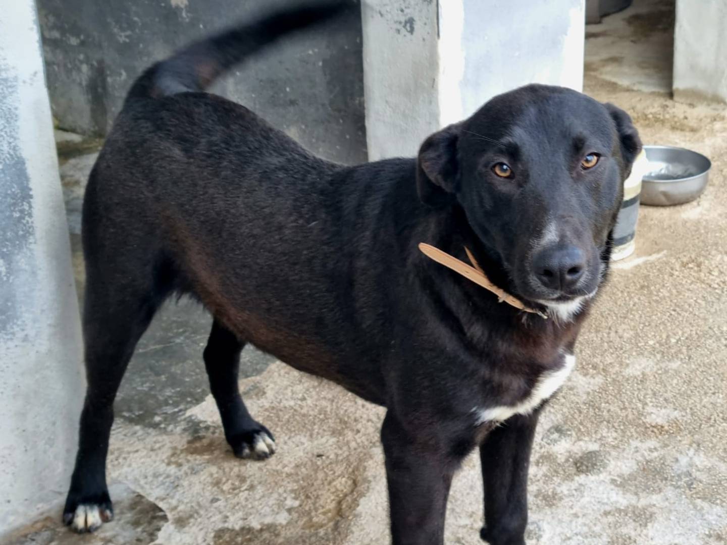 Adotta un cane, taglia grande, maschio, Taranto