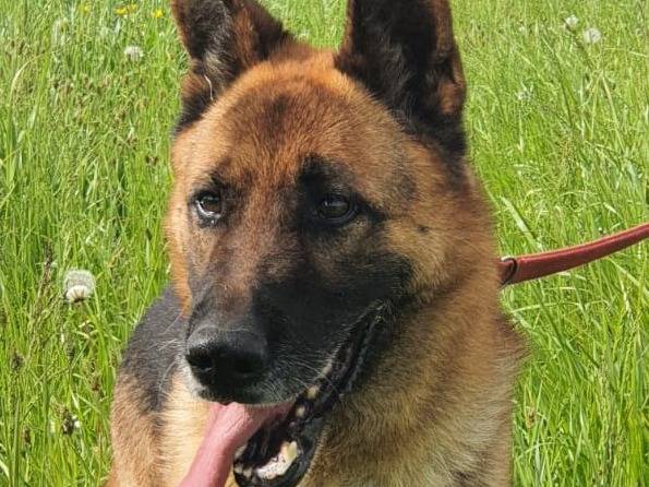Adozione cane, maschio, Pastore tedesco Razza sconosciuta, 10 anni  e 2 mesi , taglia grande, Milano