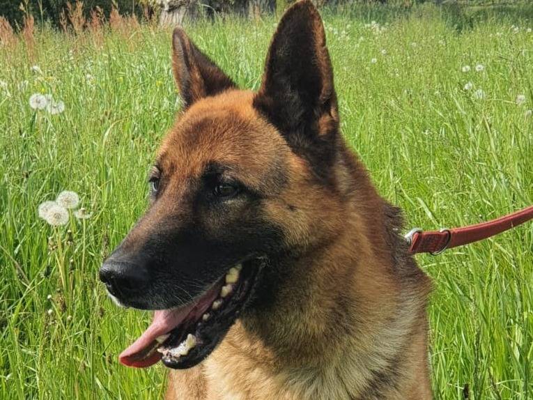 Adotta un cane, maschio, 10 anni  e 2 mesi , Milano
