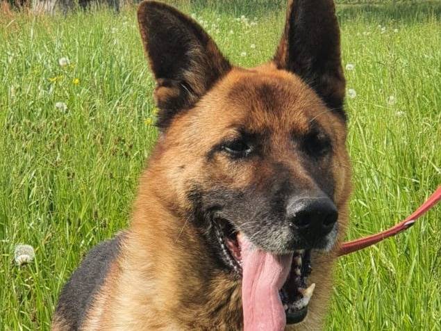 Adotta un cane, taglia grande, maschio, Milano