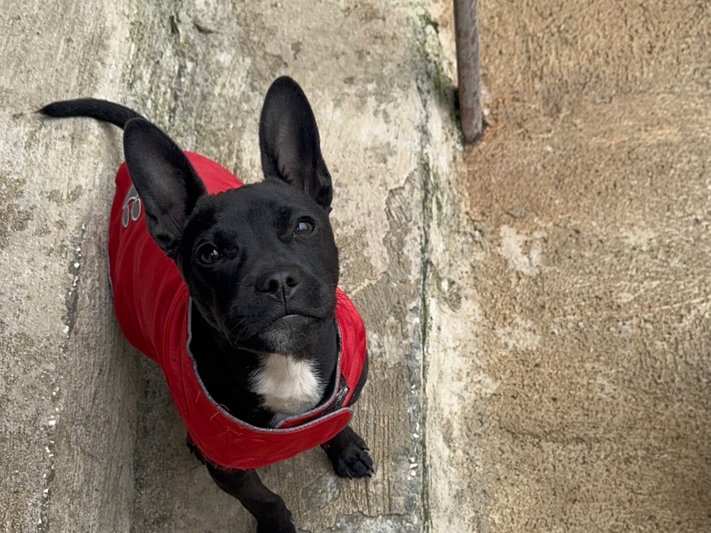 Adotta un cane, taglia piccola, maschio, Caserta