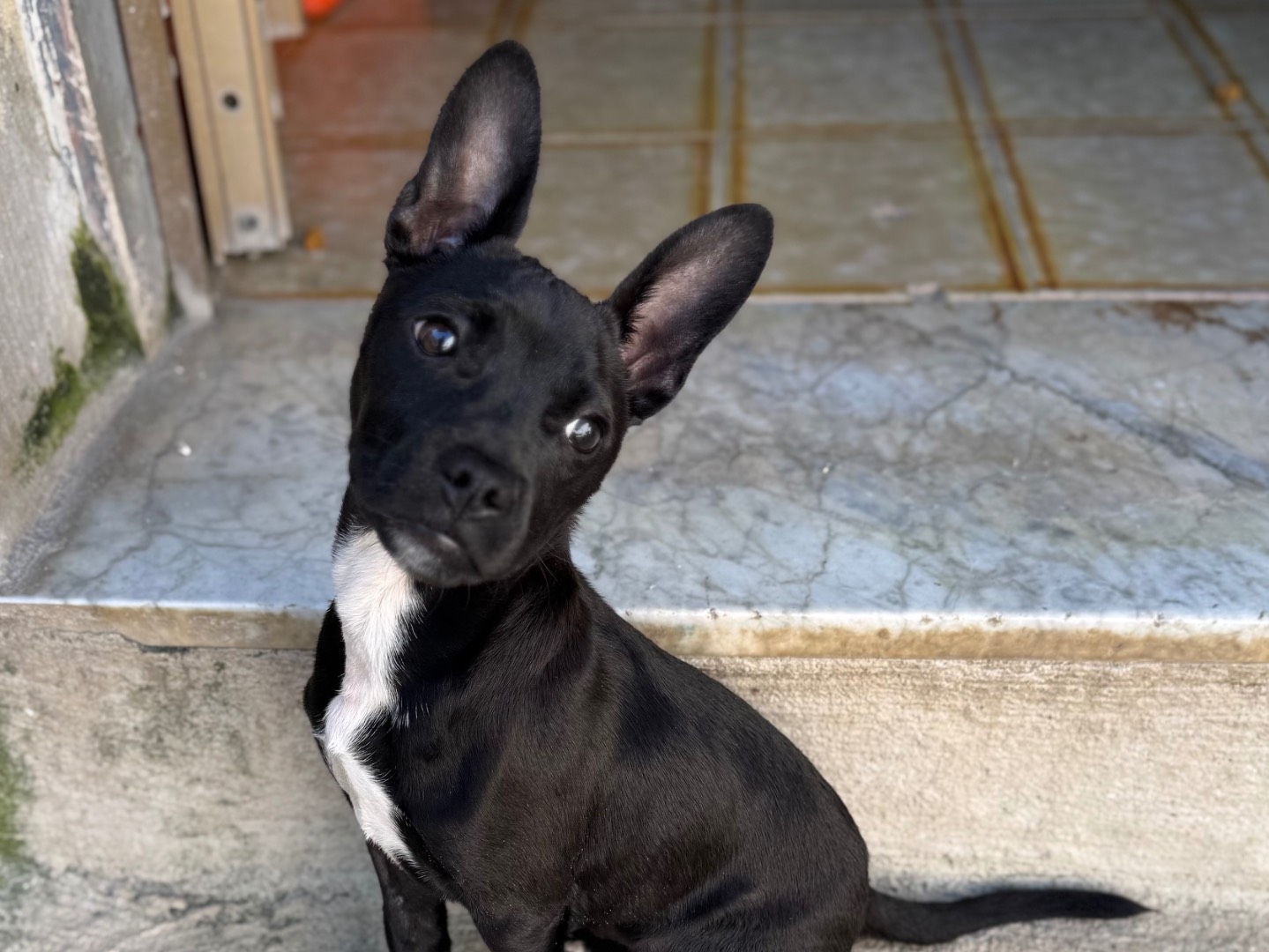 Vuoi adottare un cane a Caserta?