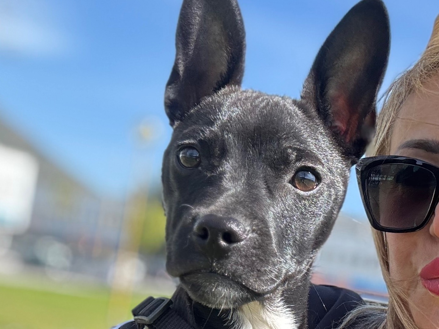 Adotta il cane Artù  a Caserta