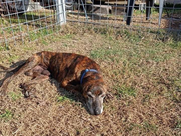 Foto dell'animale