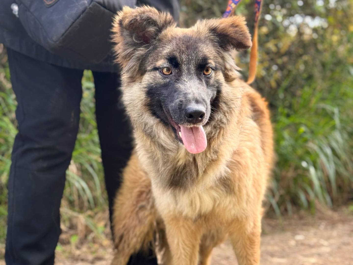 Adotta un cane, taglia media, femmina, Lecce