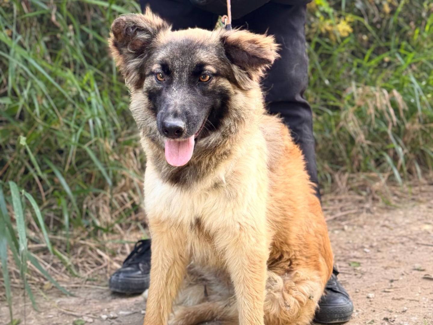 Vuoi adottare un cane a Lecce?