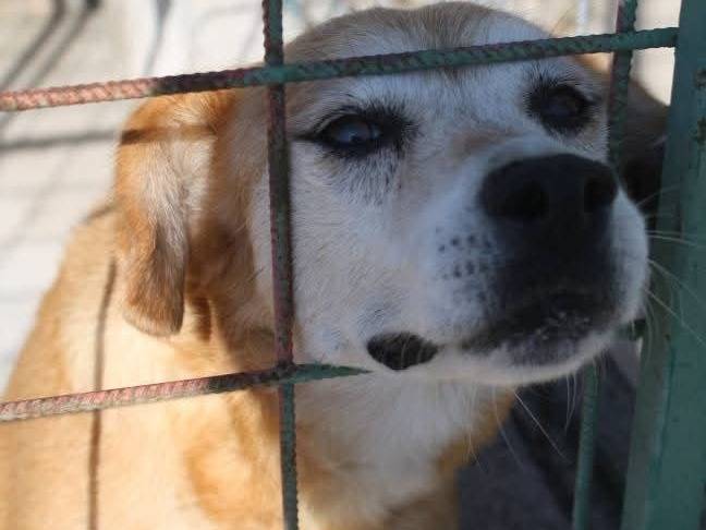 Foto dell'animale