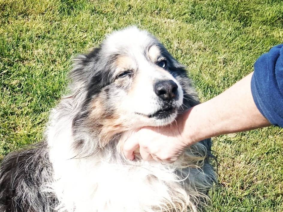 Adotta un cane, taglia media, maschio, Latina