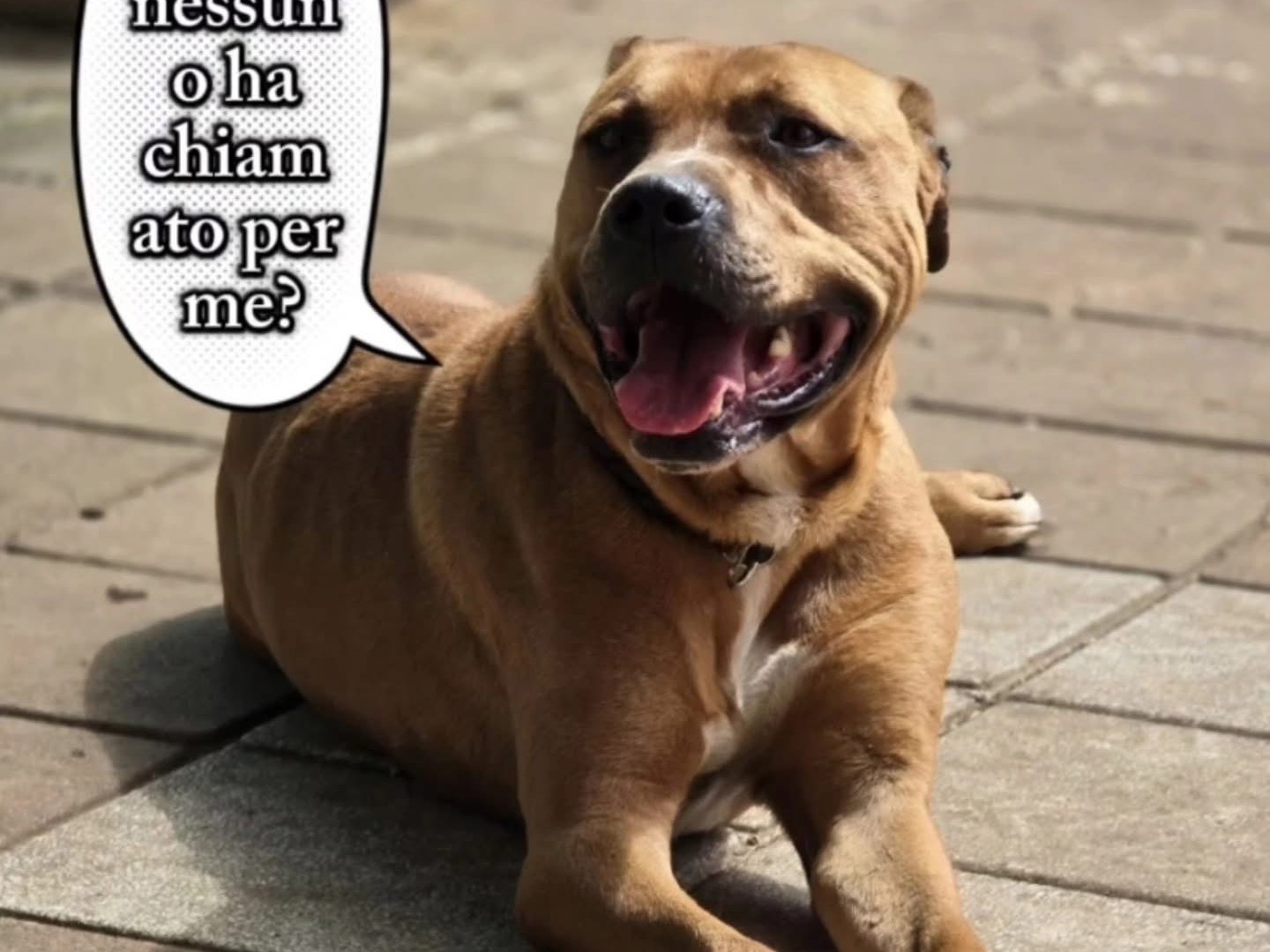 Foto dell'animale
