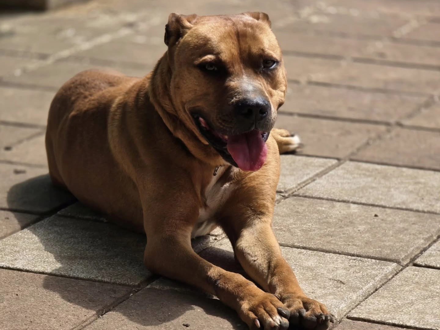 Adotta un cane, maschio, 5 anni  e 8 mesi , Roma