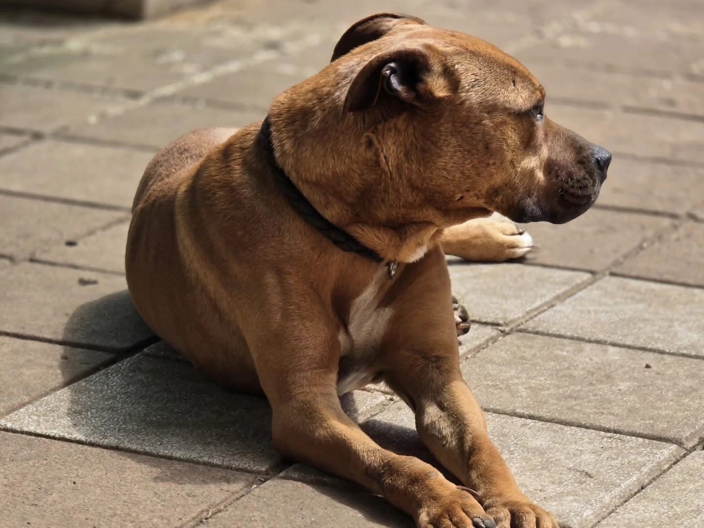 Adotta un cane, taglia media, maschio, Roma