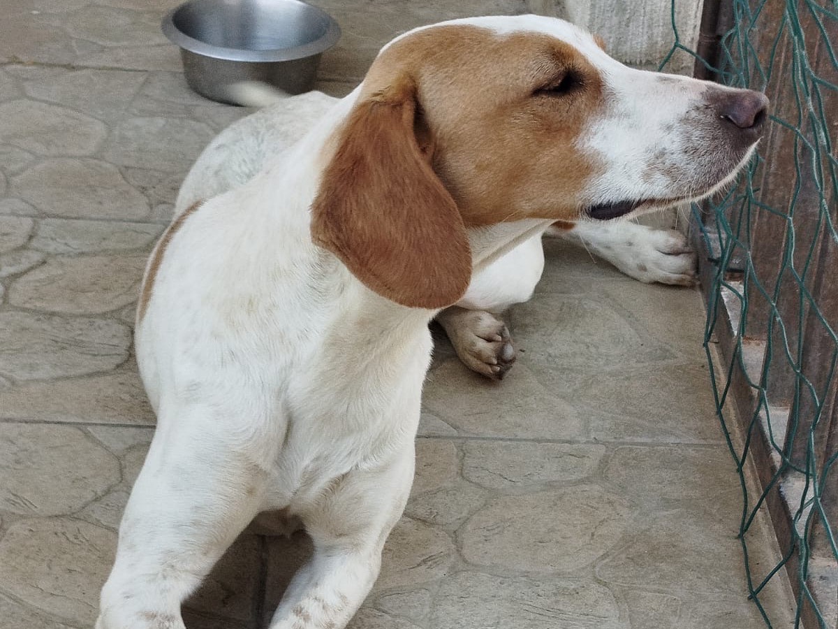 Adotta un cane, maschio, 1 anno e 10 mesi , Matera