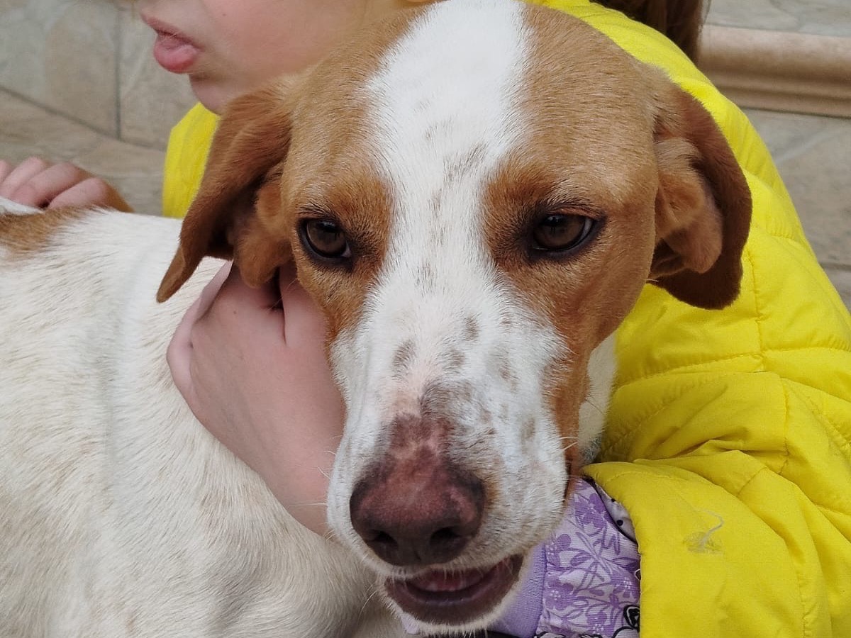 Adotta un cane, taglia media, maschio, Matera