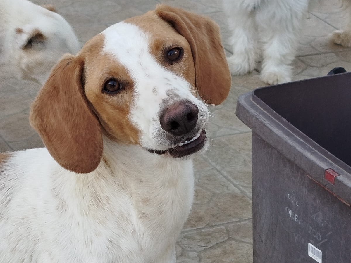 Vuoi adottare un cane a Matera?