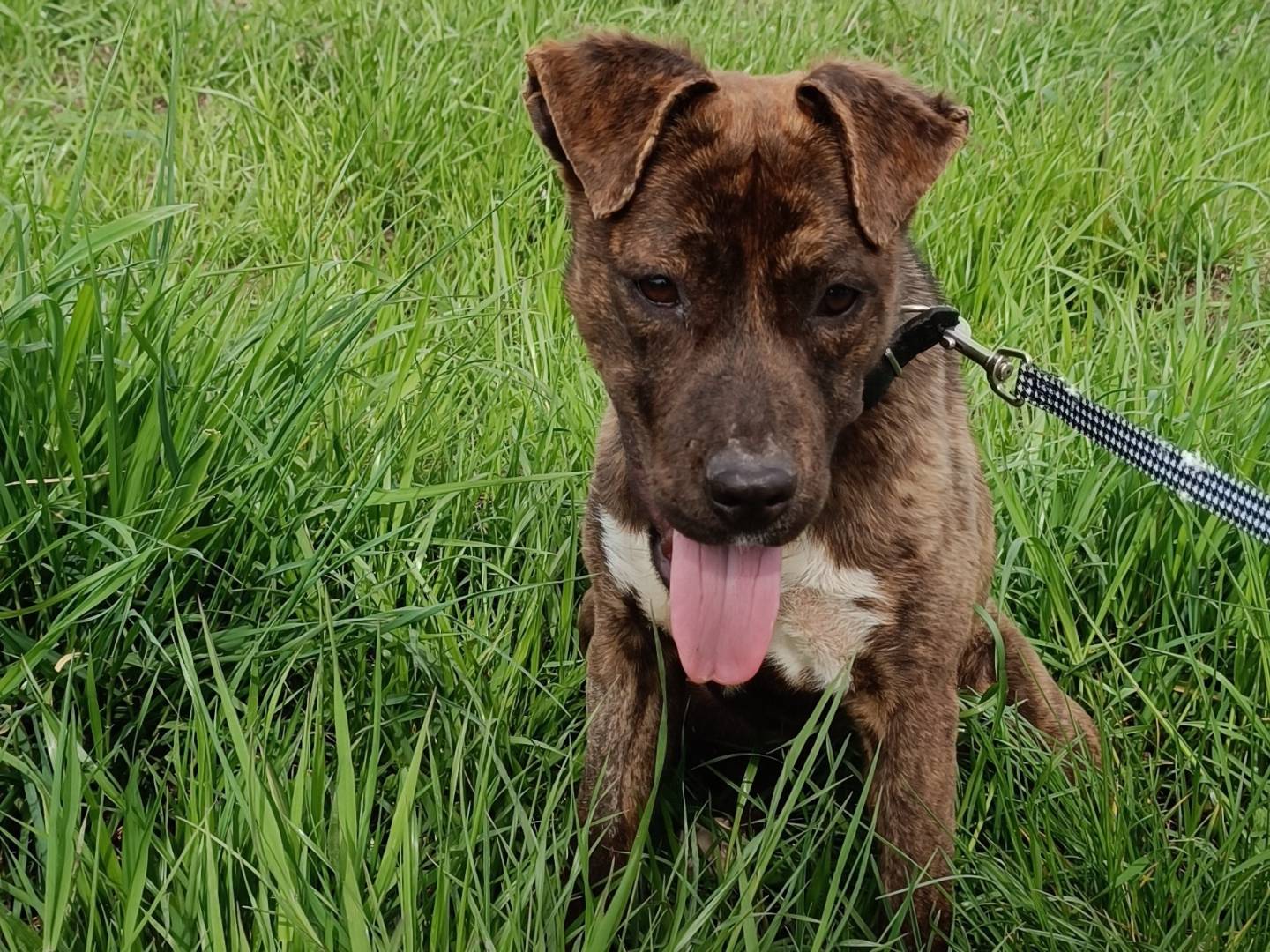 Adotta il cane Solange  a Benevento