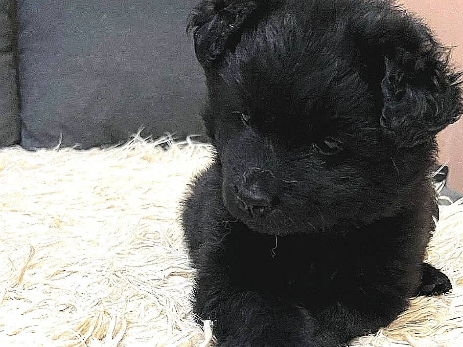 Adotta un cane, femmina, 1 mesi, Caserta