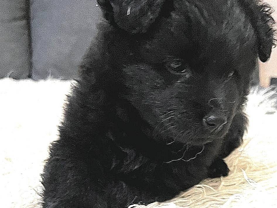 Adotta un cane, taglia media contenuta, femmina, Caserta