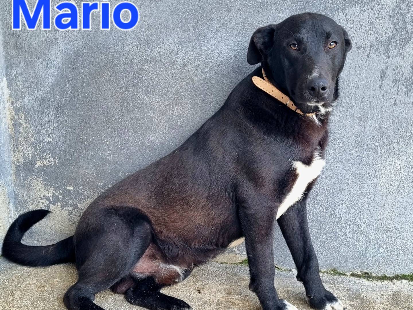 Adotta il cane Mario a Taranto